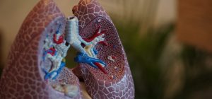 selective focus photography of anatomy lungs