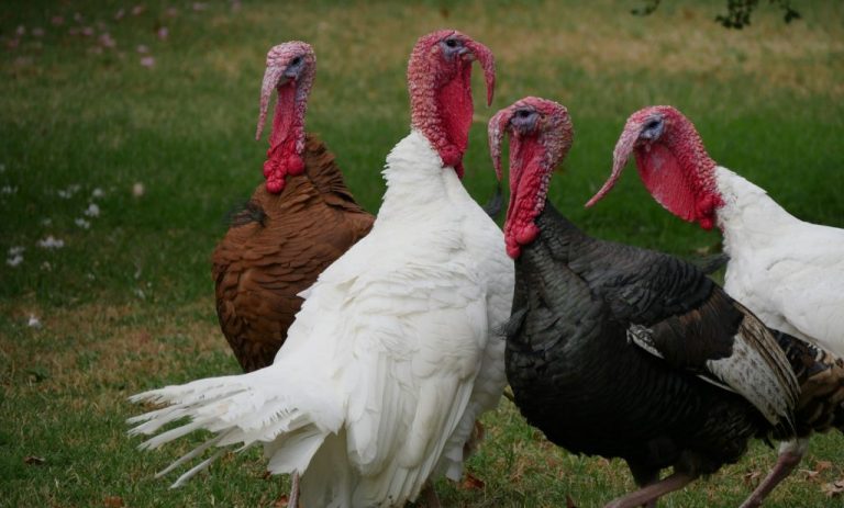 flock of turkeys near plants