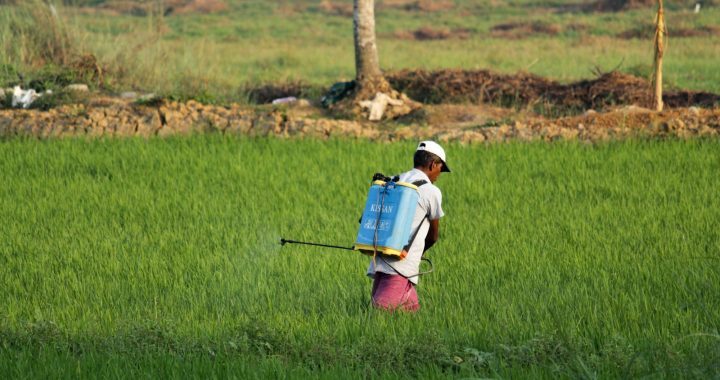 man in white t-shirt and blue denim shorts with blue backpack walking on green grass