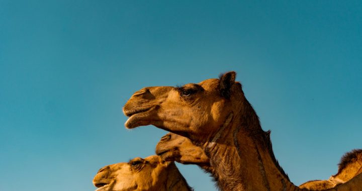 brown camel under blue sky during daytime