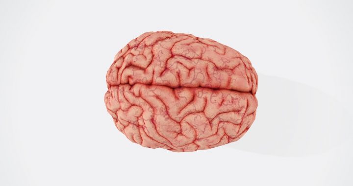 a close up of a human brain on a white background