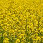 UPDATE: Corteva and bp Launch JV for Biofuel Feedstock Production