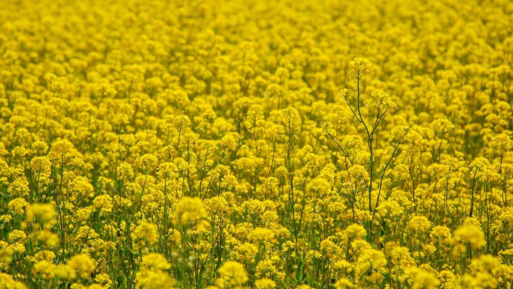 Photo by Marcela Rogante yellow petaled flower field