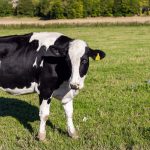 M&S Deploys AI for Dairy Farm Animal Welfare