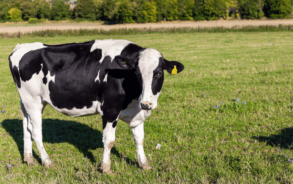 M&S now uses AI-powered monitoring on its entire Milk Pool