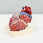 Novartis to Showcase Cardiovascular Data at ESC Congress