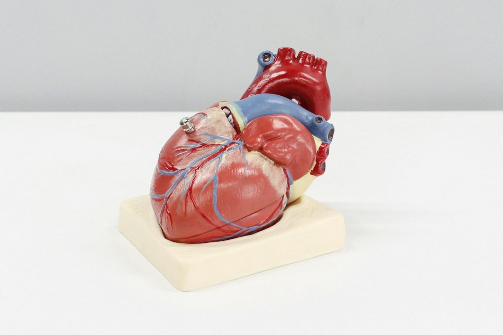 Photo by Ali Hajiluyi a model of a human heart on a white surface