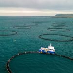 Ackermans & van Haaren Invests in Salmon Aquaculture, Reports Strong H1 Profit