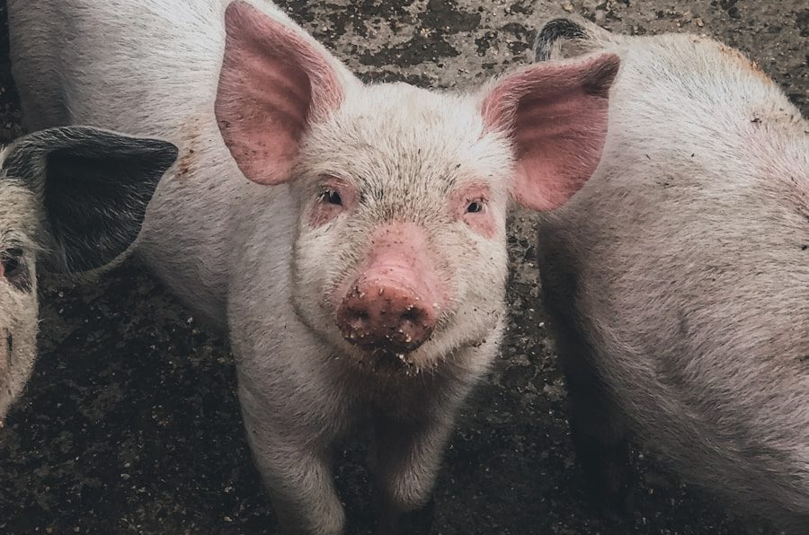 white pig on brown soil